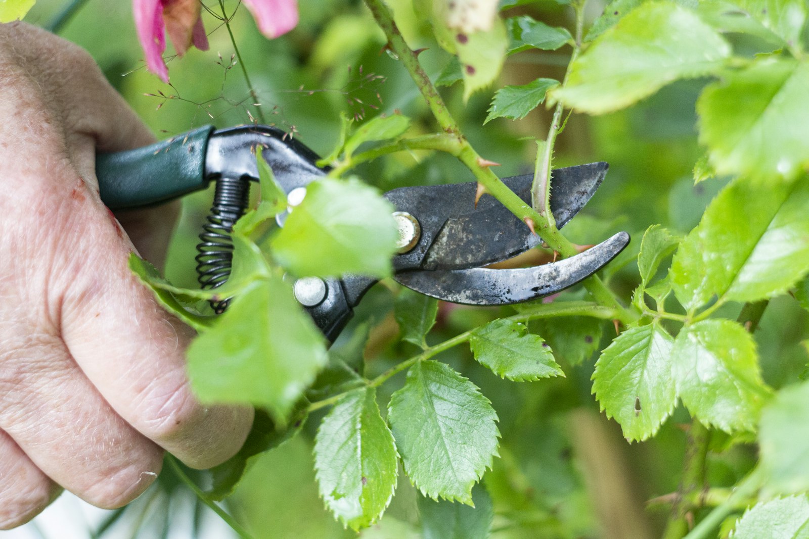 Hand pruning at a proper branch collar — no flush cut, no stub.